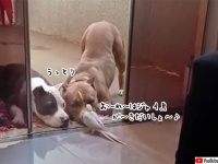 インコのリサイタル会場はこちらです。うっとり聞きほれる2匹の犬