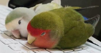仕事なんかできません、だって小鳥が寝てるから...　テレワーク中の癒し効果が凄すぎるインコちゃんがこちらです
