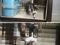 凸凹ガラスを通すと猫がピクセル化する。ドット絵みたいで癒されると海外で話題に
