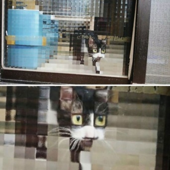 凸凹ガラスを通すと猫がピクセル化する。ドット絵みたいで癒されると海外で話題に