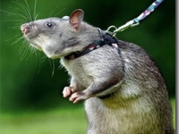 地雷を撤去する訓練を受ける、ヒーローアニマル「アフリカオニネズミ」