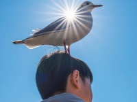 「海軍元帥...？」「聖☆おにいさんっぽい」　神々しすぎるカモメ、頭上に到来...奇跡的光景に11万人感嘆