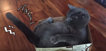 猫の挙動が制御不能。突如自分の尻尾をかじっては舐める猫