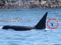 シャチと鹿が海で一緒に泳いでいるだと！？激レアのカップリングに目撃者唖然