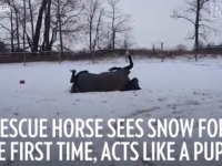 保護された馬が初めての雪に大はしゃぎ【映像】