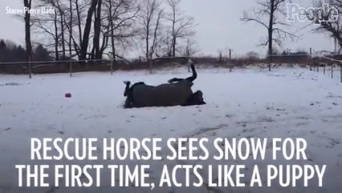 保護された馬が初めての雪に大はしゃぎ【映像】