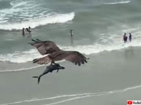 猛禽類随一の魚捕り名人、ミサゴが巨大魚ゲットだぜ！