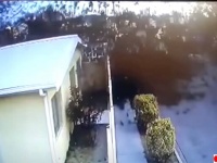 巨大な黒い塊が突然地面に落下。鳥の大群が謎の行動で大量死