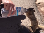 喉が渇いた野生のリス。あげた水をゴクゴク飲む様子がたまらなく可愛い！