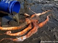 巨大タコが浜辺に打ち上げられ海に戻れない！10歳の少女らが水をかけ続け命を救う