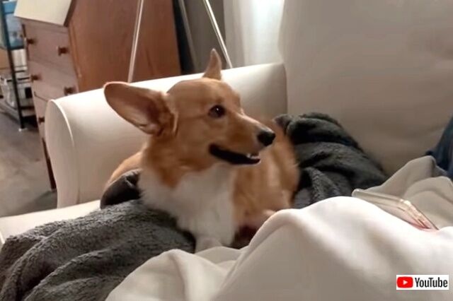 corgidemands6_640