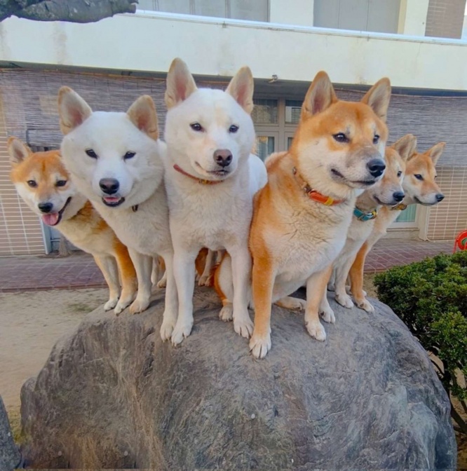 大集合！（画像は＠babochan_sさん提供）