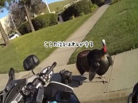 誰のシマで取り締まってんじゃい！警官にクレームをつける七面鳥