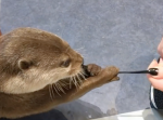 「これちょうだい」女性の靴紐を一生懸命引っ張るカワウソが可愛すぎる！