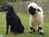 世界一かわいい羊を飼ったところ犬化が進んで犬のようにふるまうように
