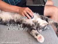 マウスか？おいらに任せろ。マウスパッドとして機能する猫
