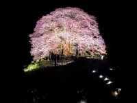 暗い夜道の向こうには...　闇の中に浮かび上がる「千年桜」が神々しすぎる