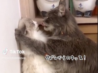 イケニャンが過ぎる！キスのテクニックを熟知したダンディな猫