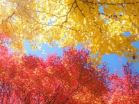 「秋ってこんなに綺麗なんだ」　紅葉と銀杏、見上げた空の〝三色〟に16万人大感動