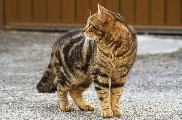 cat5_e0