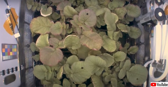 スクリーンショット-(2895)