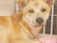 これまで引き受けた保護犬は月1～1．5頭ペース。店内で丁寧に飼育されているのがわかる