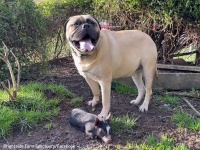 孤児の子豚の親代わりをかって出たのは、大型犬のマスティフだった