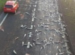 道路一面がぶちまけられた“シャケ”で埋まる…