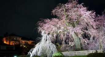 株式会社長楽館のプレスリリース画像