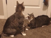 この術が通じないだと？猫の猫による悪魔祓いの儀式、その結末は？