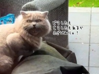 「ふざけんな、こっちこい！」激おこ猫が飼い主にその理由を説明