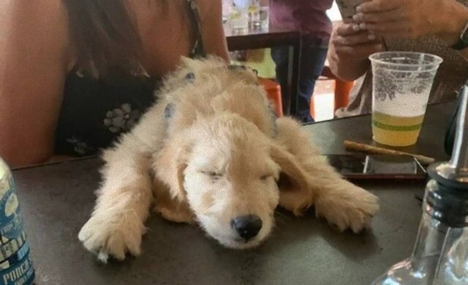 いつまで続くこの酷暑…。暑さにげんなりグッタリ気味の動物たちを集めてみた