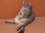 暇すぎて退屈している猫が謎の行動に！その一部始終が可愛すぎる。