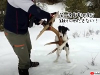 これを渡すわけにはいかない！鉄の意思でお宝を死守する犬