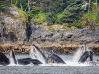 日本の捕鯨はクジラ保全最大の脅威ではない。アメリカとカナダは自分たちの有害な行為に目を向けるべきだとするアメリカの研究者