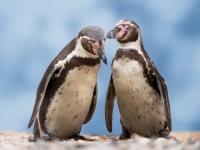 26歳年下の男性（オス）と恋に落ち、子を授かった30歳のペンギン女性（メス）