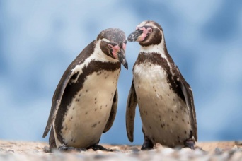 26歳年下の男性（オス）と恋に落ち、子を授かった30歳のペンギン女性（メス）