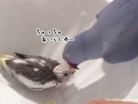 人間そっくり！アイラブユーと言いながらヒナに何度もキスをするインコ