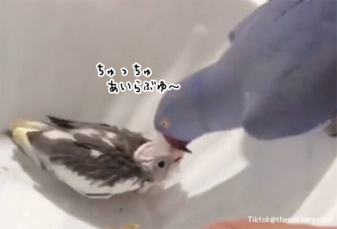 人間そっくり！アイラブユーと言いながらヒナに何度もキスをするインコ