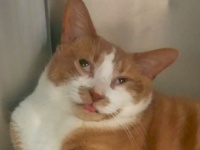 獣医さんもがんばったけど動物たちもがんばった。精魂尽き果てた感のある動物病院帰りの動物たちの表情