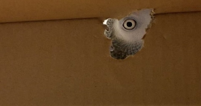 逆さまの女？ジュラシック・パーク？　ダンボールの穴からギョロリと覗く、ホラーすぎる「目」の正体は...
