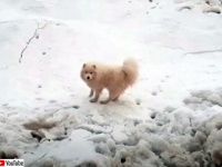 北極海の流氷に取り残されてしまった犬、一週間以上たって発見され無事救出される