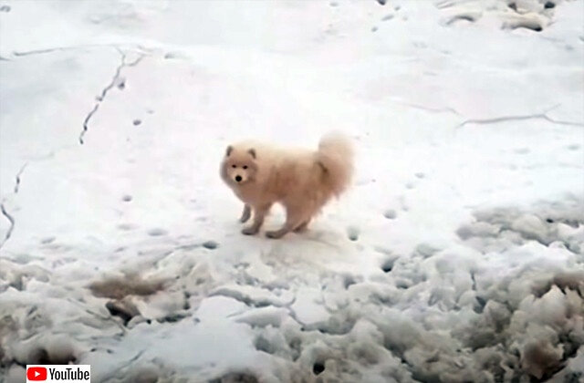 北極海の流氷に取り残されてしまった犬、一週間以上たって発見され無事救出される