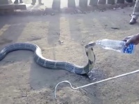 人が差し出したペットボトルの水を大人しく飲む野生のキングコブラ【映像】