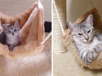 大人の階段上る、子猫の成長ビフォア・アフター