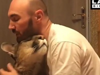 家猫ならぬ家ピューマ。身体が小さく野生では暮らせないピューマをペットにした夫婦がロシアにいた