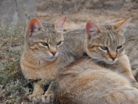 ヤマネコがいつ、どのように人間の飼い猫になったのか？飼い猫のルーツを探る研究（ポーランド）
