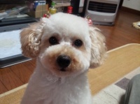 トイプードル「アンズ」（写真提供：鈴木博房さん）