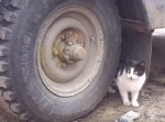 ネズミが猫から逃れるために隠れた場所がすばらしい！