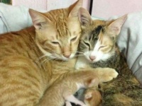 よく頑張ったニャ、うれしいニャ！出産を終えた母猫と子猫たちをいたわる新米イクメン猫